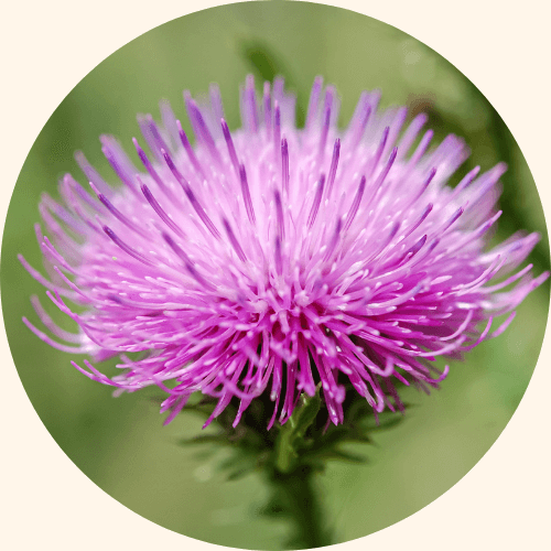 Mariendistel