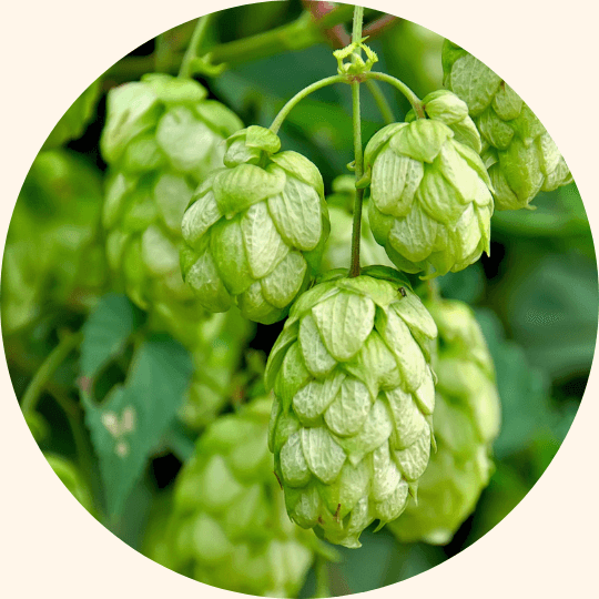 Hopfen